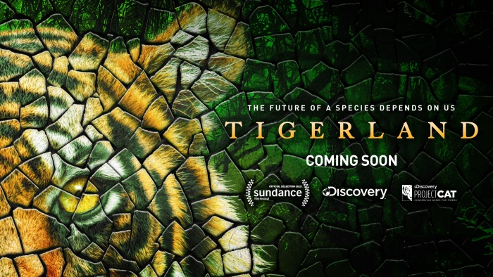 «Спасти тигра» первым можно в Unit.City