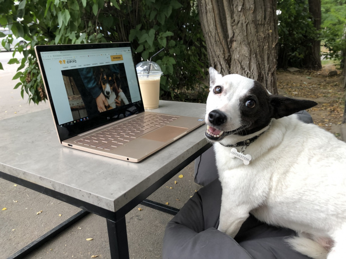 Блогер пес-Гермес ищет иллюстратора для создания визуальных советов для животных