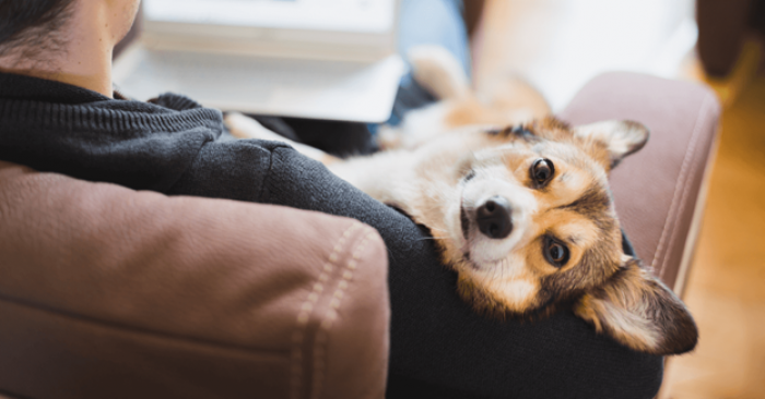 Образовательный проект ищет украинские компании, которые могут поделиться опытом создания pet-friendly офисов 