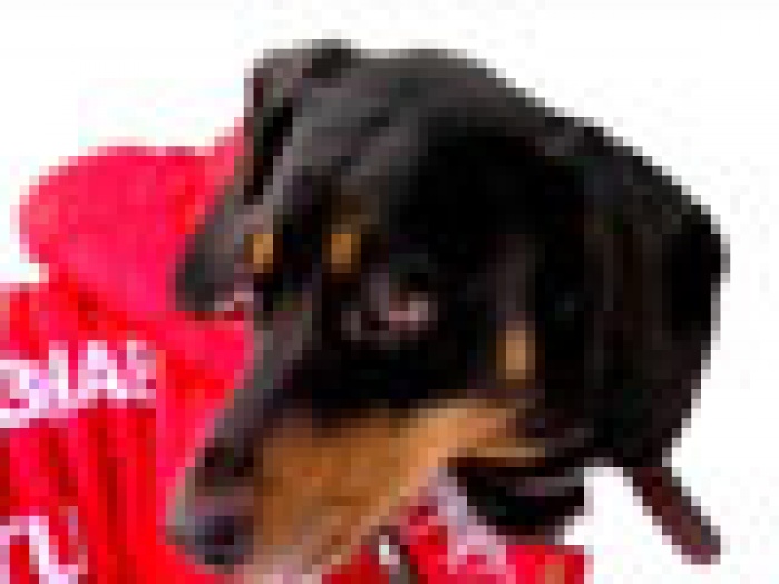 Проект, который считали шуткой, принес новосибирским бизнесменам неплохую прибыль