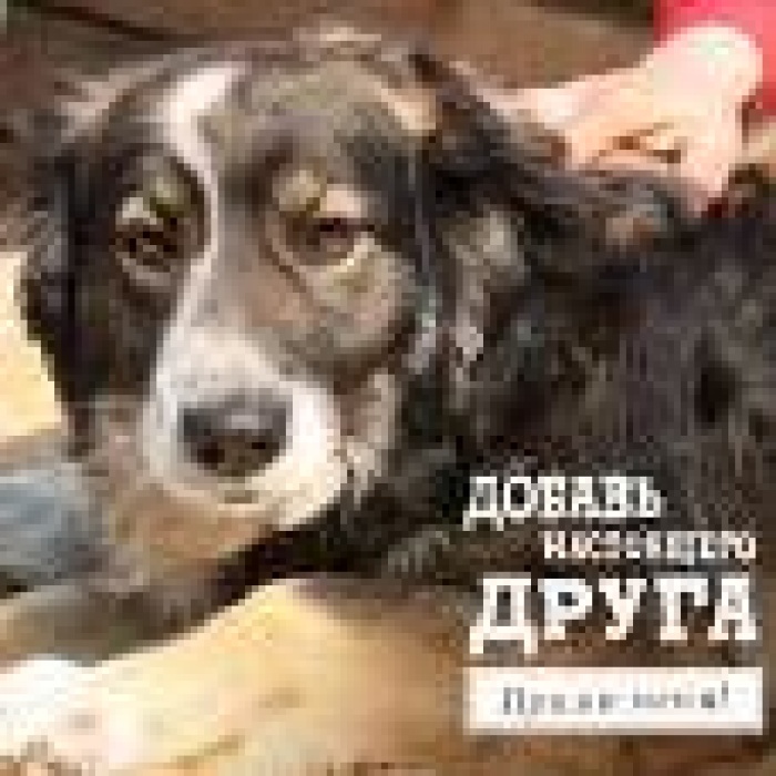 Собачки ищут хозяев через Facebook!