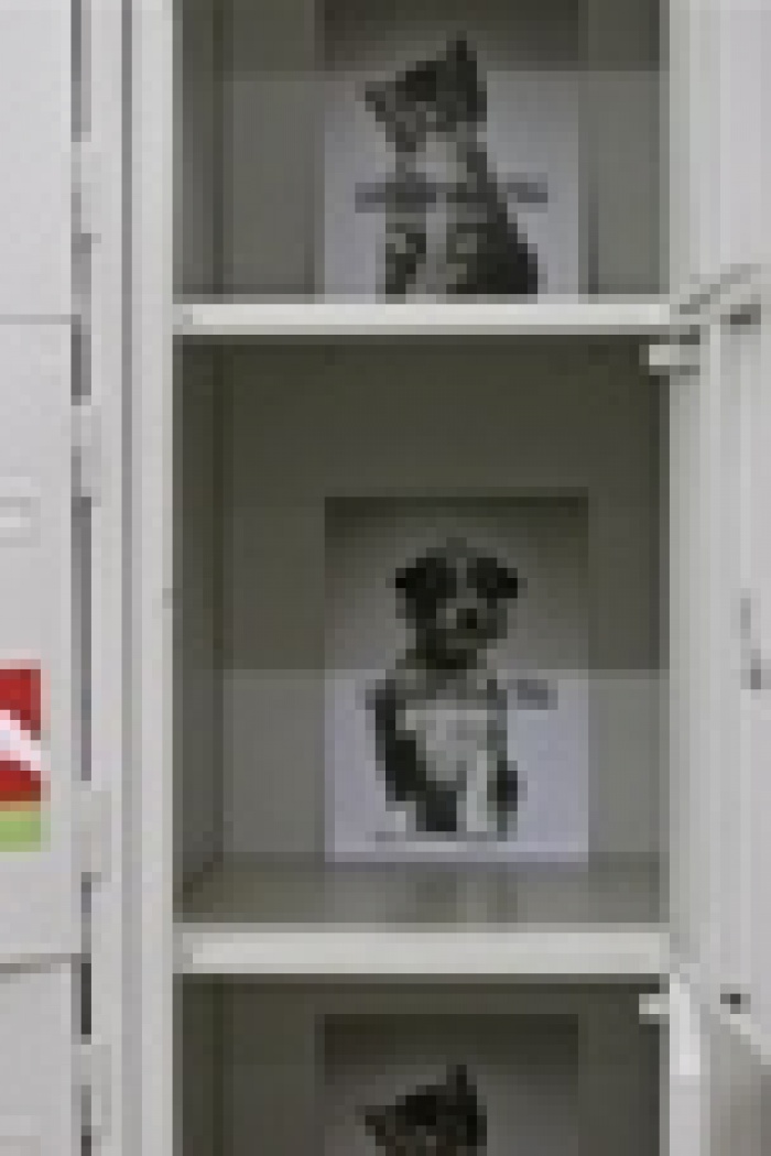 TABASCO поселил животных приюта «Сириус» в камеры хранения