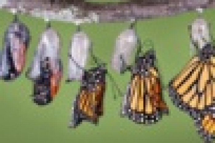 Эволюция агентств в эпоху digital