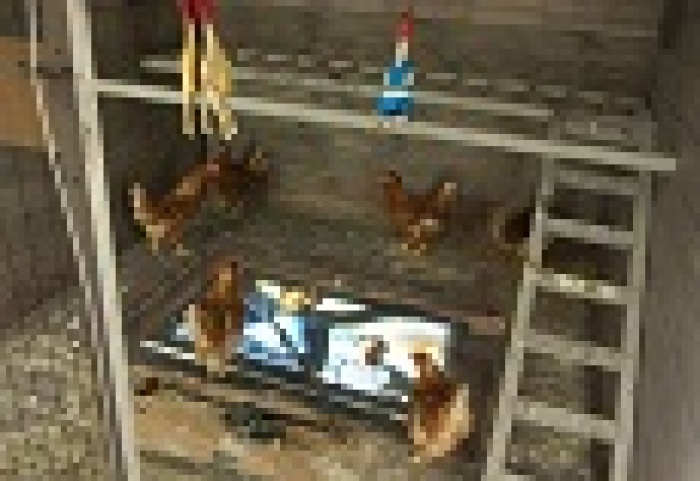 Для пост-промо КМФР лучшие рекламные работы показывают в курятнике